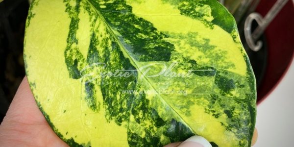 Zamioculcas zamifolia lemon variegated (long leaf)