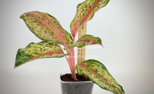 aglaonema Ten Colors 25
