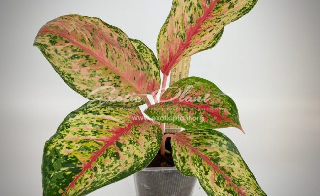 aglaonema Ten Colors 25