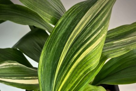 Aspidistra /Аспидистры, каталог