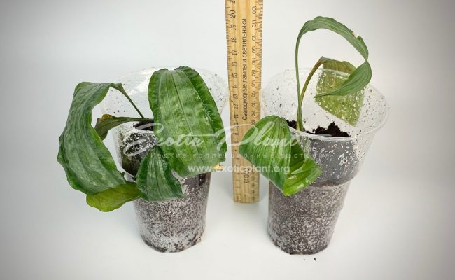 aspidistra (S02) dwarf form Silver Metal 40