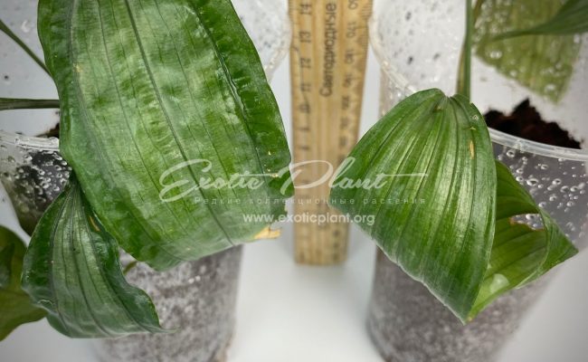 aspidistra (S02) dwarf form Silver Metal 40