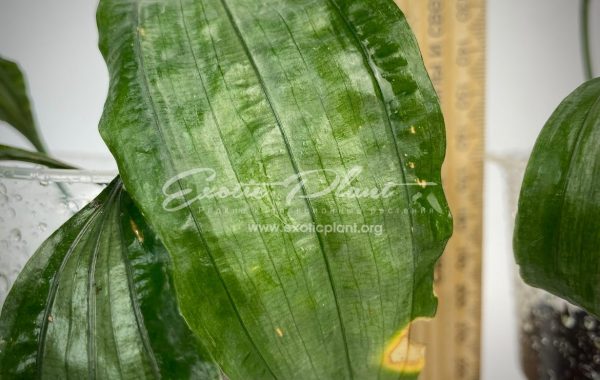aspidistra (S02) dwarf form Silver Metal  / аспидистра (S02) дворф форм Сильвер Метал, карлик, Серебристый Металл 40