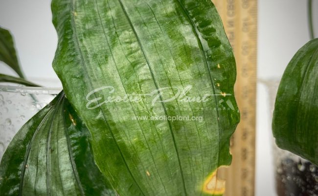 aspidistra (S02) dwarf form Silver Metal 40