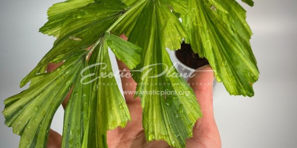 caryota mitis variegated (dwarf form) 6000