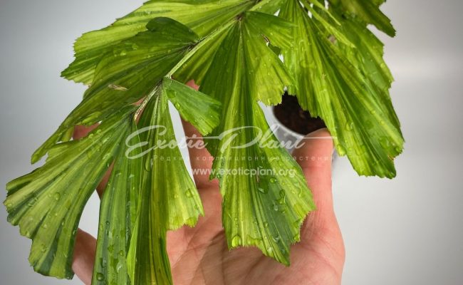 caryota mitis variegated (dwarf form) 6000