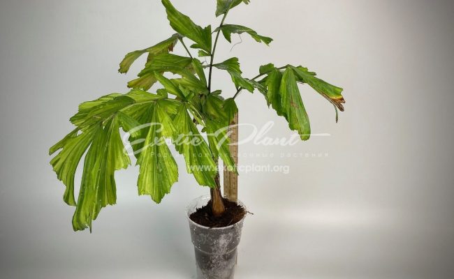caryota mitis variegated (dwarf form) 6000