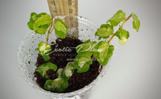 ficus pumila tricolor Wishes#1 75