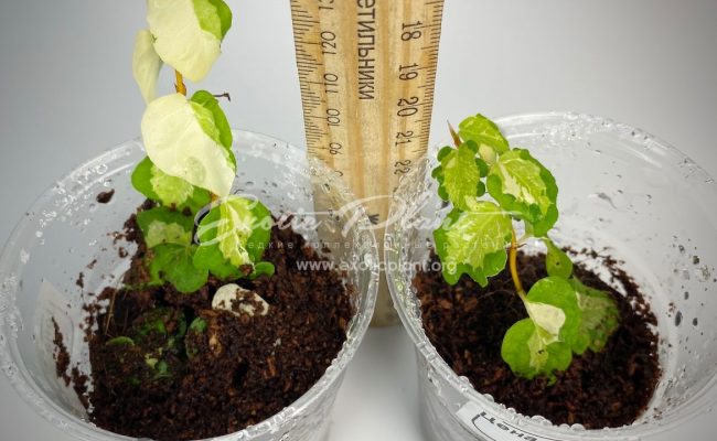 ficus pumila tricolor Wishes#2 #3 75