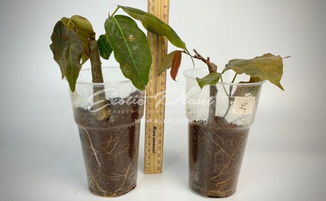 ficus sp brown leave 50
