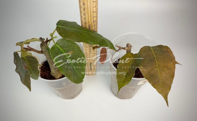 ficus sp brown leave 50