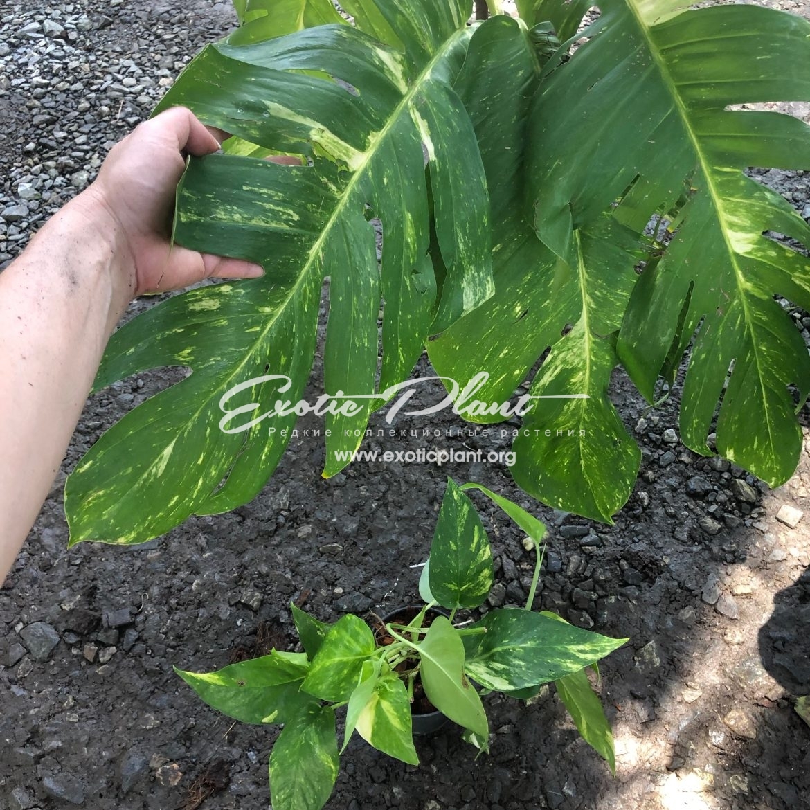 Monstera sp undetermined yellow variegated 35-100