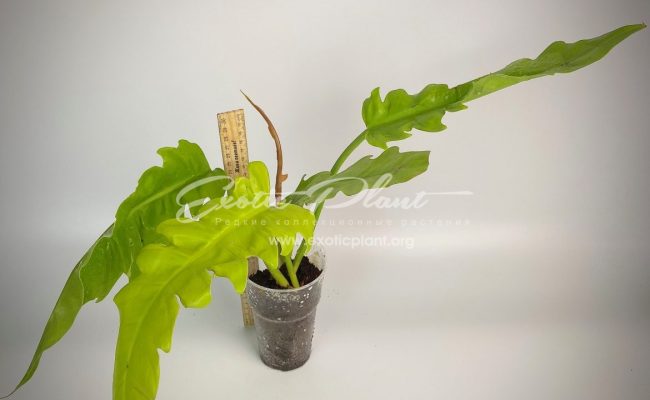 philodendron Golden Dragon#1 80-100