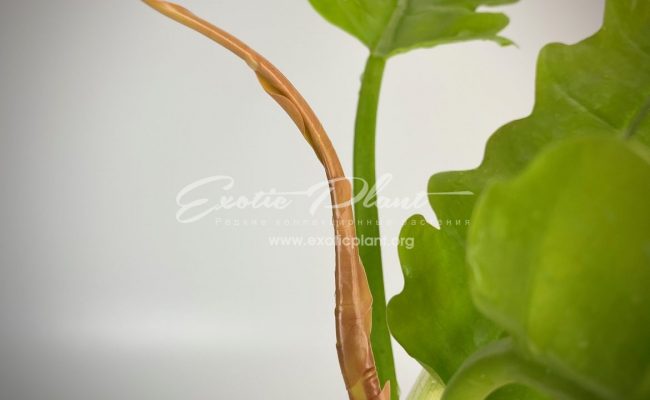 philodendron Golden Dragon#1 80-100