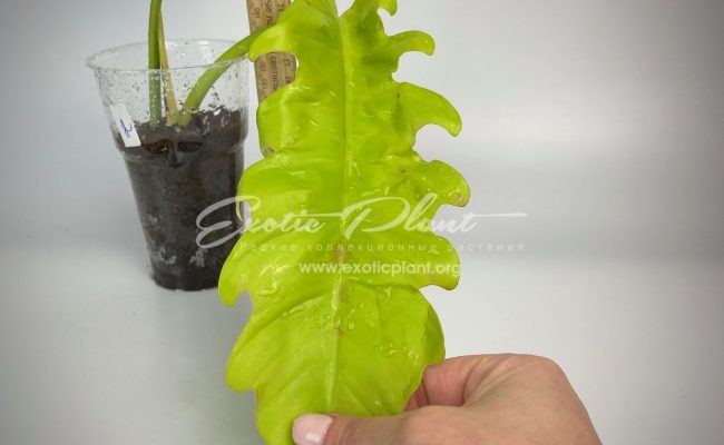 philodendron Golden Dragon#2 80-100