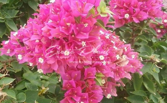 Bougainvillea Pixie Queen