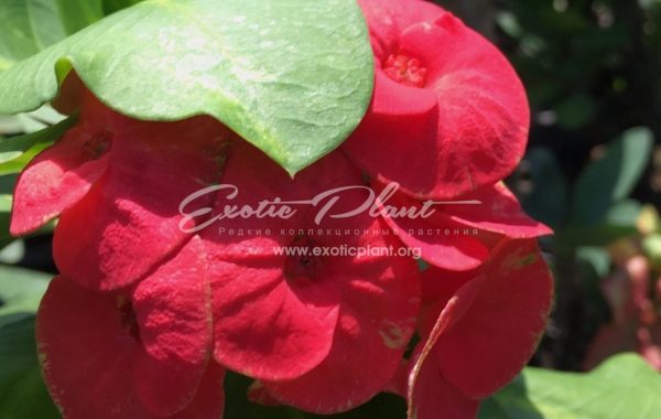 Euphorbia millii Flame of Forest / эуфорбия миля Флейм оф Форест 12-25