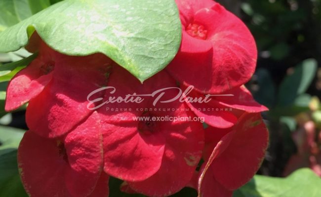 Euphorbia millii grandiflora Flame of Forest