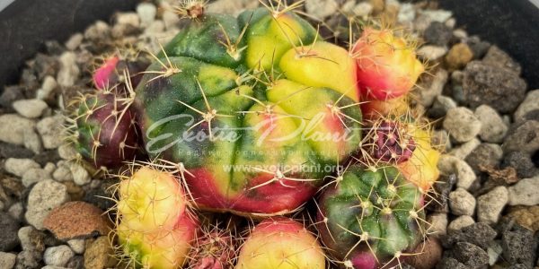 Gymnocalycium damsii variegated