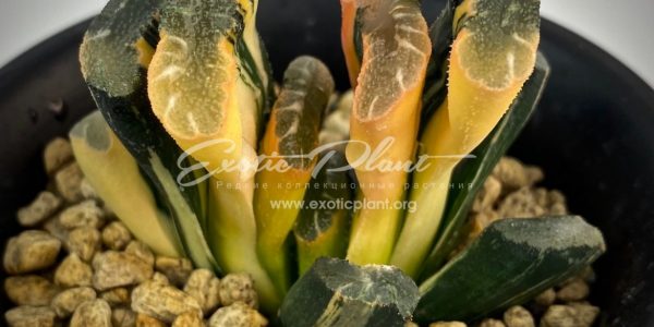 Haworthia truncata f. variegated