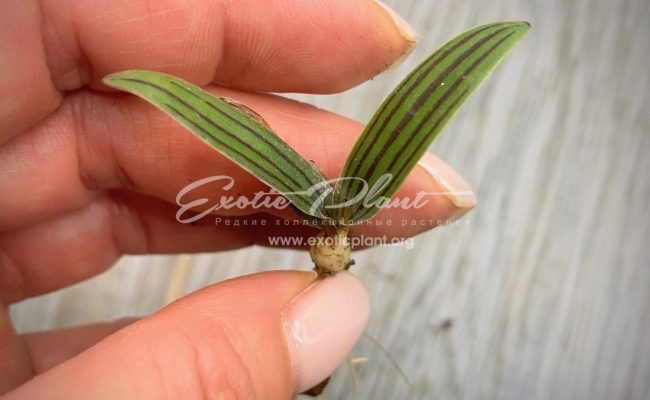 Ledebouria Cooperi (1 луковица) 7
