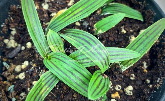 Ledebouria Cooperi (1 луковица) 7