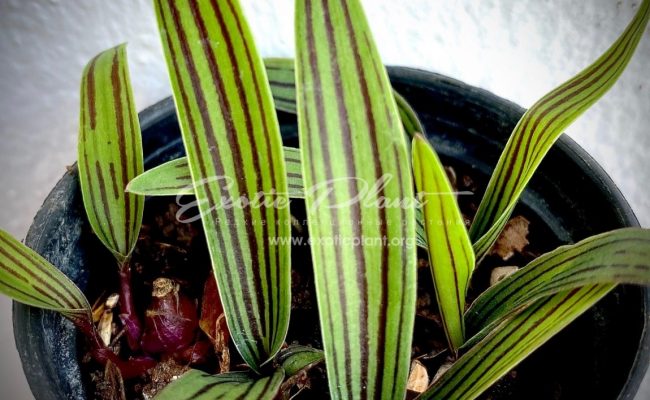 Ledebouria Cooperi (1 луковица) 7