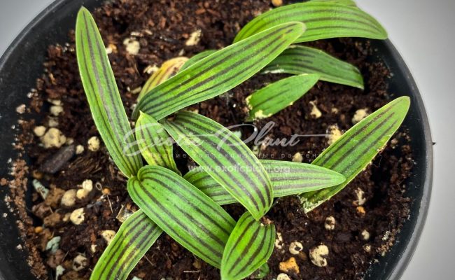 Ledebouria Cooperi (1 луковица) 7