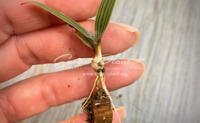 Ledebouria Cooperi (1 луковица) 7