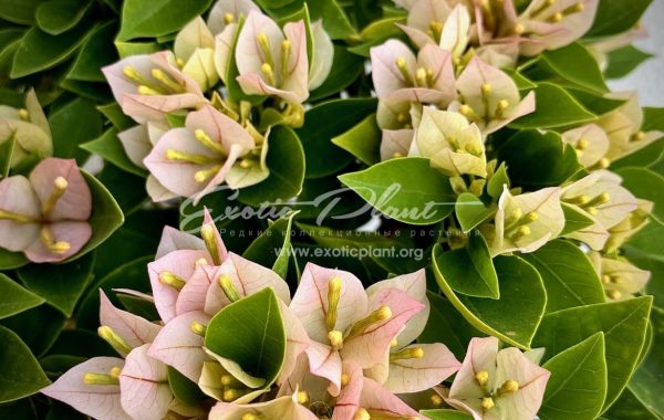 Bougainvillea Daybreak Pixie 16