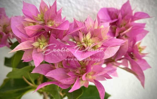 Bougainvillea Double Pink 16