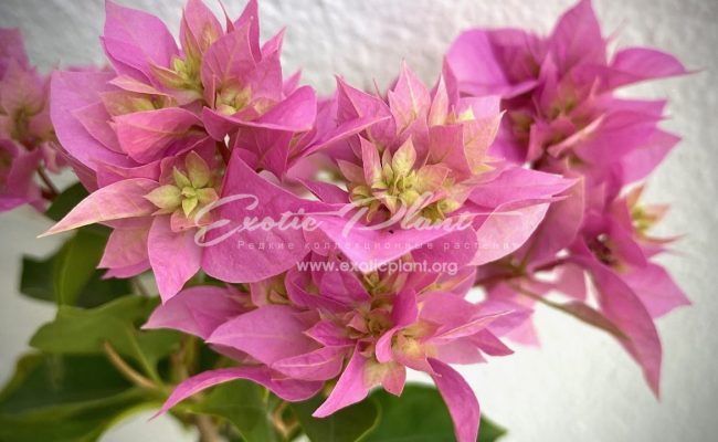 bougenvillea Double Pink