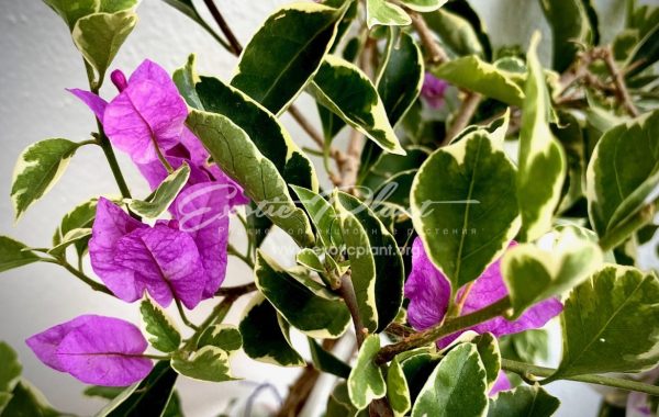 Bougainvillea Kusuma variegated 26