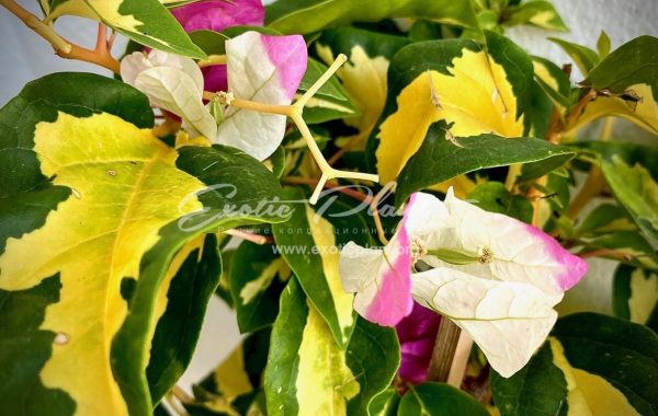 Bougainvillea Magic Ice Cream (pink flower) 18