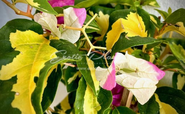 bougenvillea Magic Ice Cream