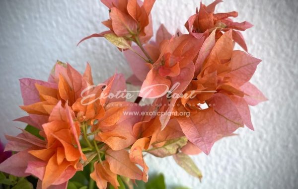Bougainvillea Double Orange 16