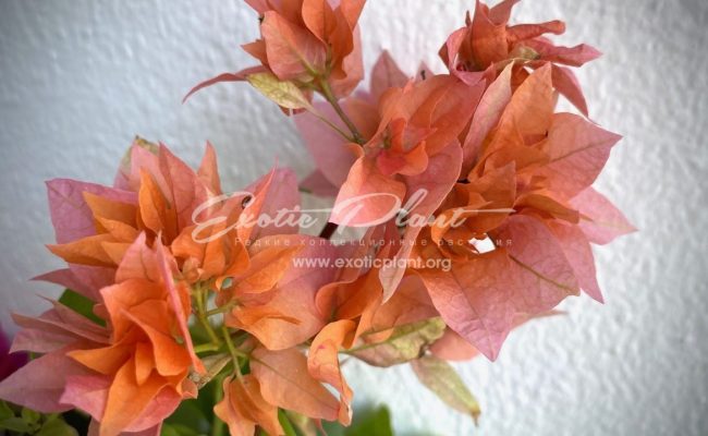 bougenvillea Orange Double