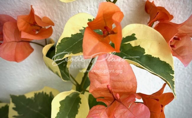 bougenvillea Orange Ice variegated