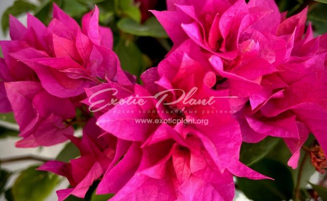 bougenvillea Purple Double