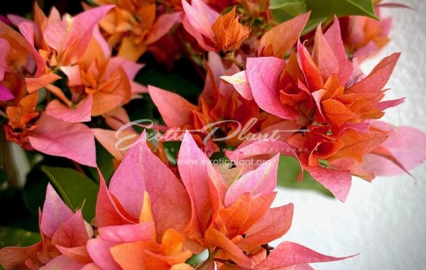 Bougainvillea Roosevelt’s Delight 20