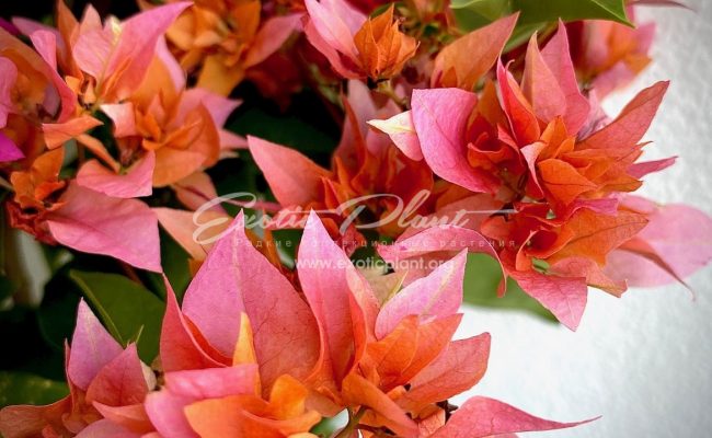 bougenvillea Roosvelt Delight