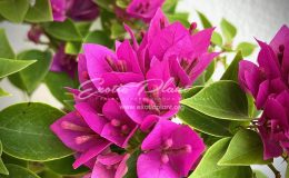 bougenvillea Teatime Pixie