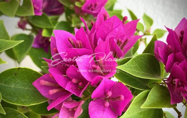 Bougainvillea Teatime Pixie 16