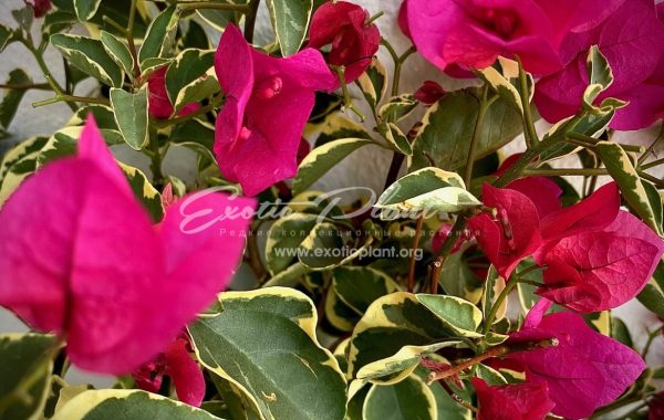 Bougainvillea Teatime Pixie albomarginata 23
