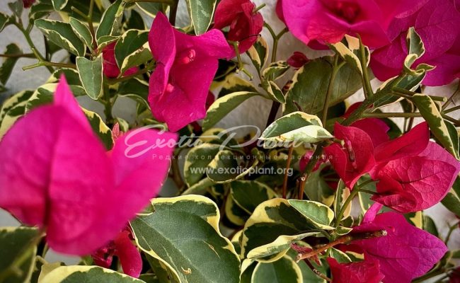 bougenvillea Teatime Pixie variegated