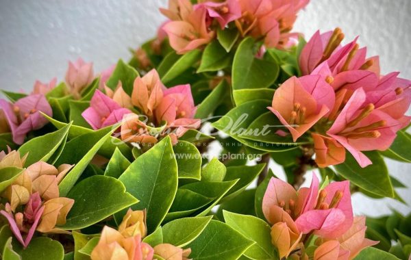 Bougainvillea Twilight Pixie 16