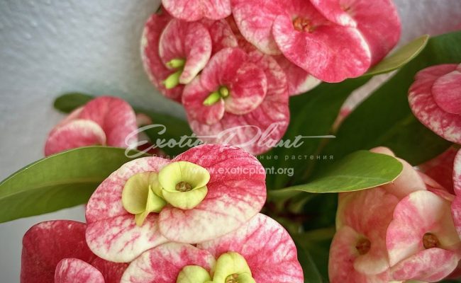 euphorbia milli Angel Blessing