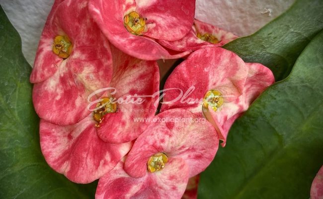 euphorbia milli Big Blessing