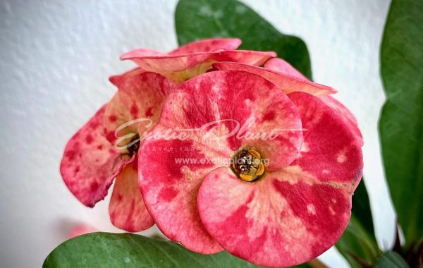 Euphorbia millii Calypso / эуфорбия миля Калипсо 12-25