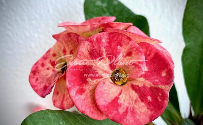 euphorbia milli Calypso